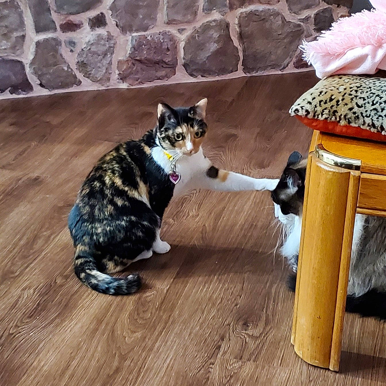 Lacie joined the competition — help win amazing prizes! carnivore, cat, comfort, domestic_short_haired_cat, felidae, floor, flooring, flowerpot, fur, grey, hardwood, laminate_flooring, porch, small_to_medium_sized_cats, tail, toy, whiskers, wood, wood_flooring, wood_stain