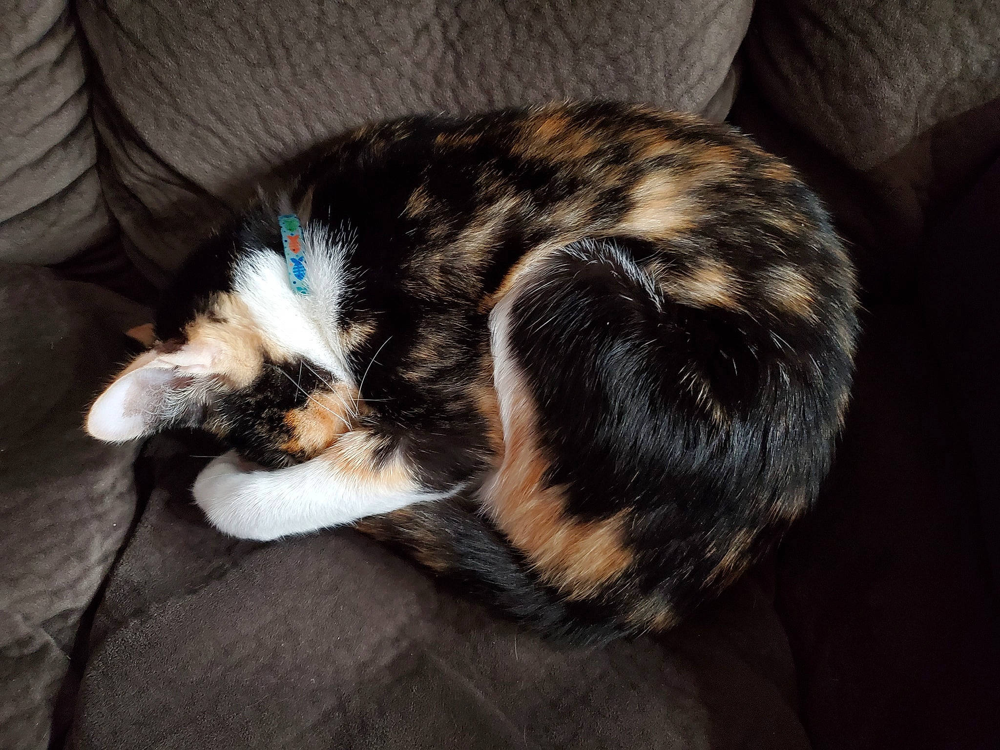 Lacie joined the competition — help win amazing prizes! carnivore, cat, claw, comfort, dog_breed, domestic_short_haired_cat, electric_blue, eye, felidae, fur, nap, paw, sleep, small_to_medium_sized_cats, snout, tail, terrestrial_animal, whiskers