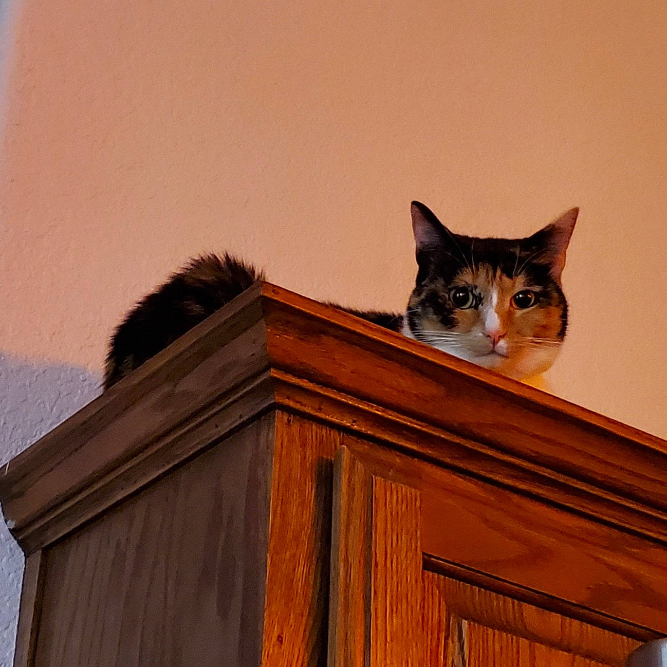 Lacie is registered to the contest to win money with this photo: brown, cabinetry, carnivore, cat, domestic_short_haired_cat, felidae, fur, hardwood, plant, plywood, room, small_to_medium_sized_cats, tail, tree, varnish, whiskers, window, wood, wood_stain