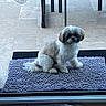 Aïko participe au concours pour gagner de l'argent avec cette photo : dog, shih_tzu, small_dog, fluffy, white_fur, brown_fur, sitting, pet, indoors, kitchen, tile_floor, mat, rug, table, furniture, portrait, looking_at_camera, long_fur, companion_animal, home