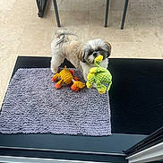 Aïko a rejoint le concours — aidez-le/la à gagner de superbes lots ! dog, shih_tzu, small_dog, fluffy, white_fur, brown_fur, standing, holding_toy, crocheted_toy, stuffed_animal, pet, indoors, patio, tile_floor, doormat, chairs, doorway, home, portrait, playful