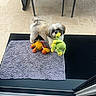 dog, shih_tzu, small_dog, fluffy, white_fur, brown_fur, standing, holding_toy, crocheted_toy, stuffed_animal, pet, indoors, patio, tile_floor, doormat, chairs, doorway, home, portrait, playful