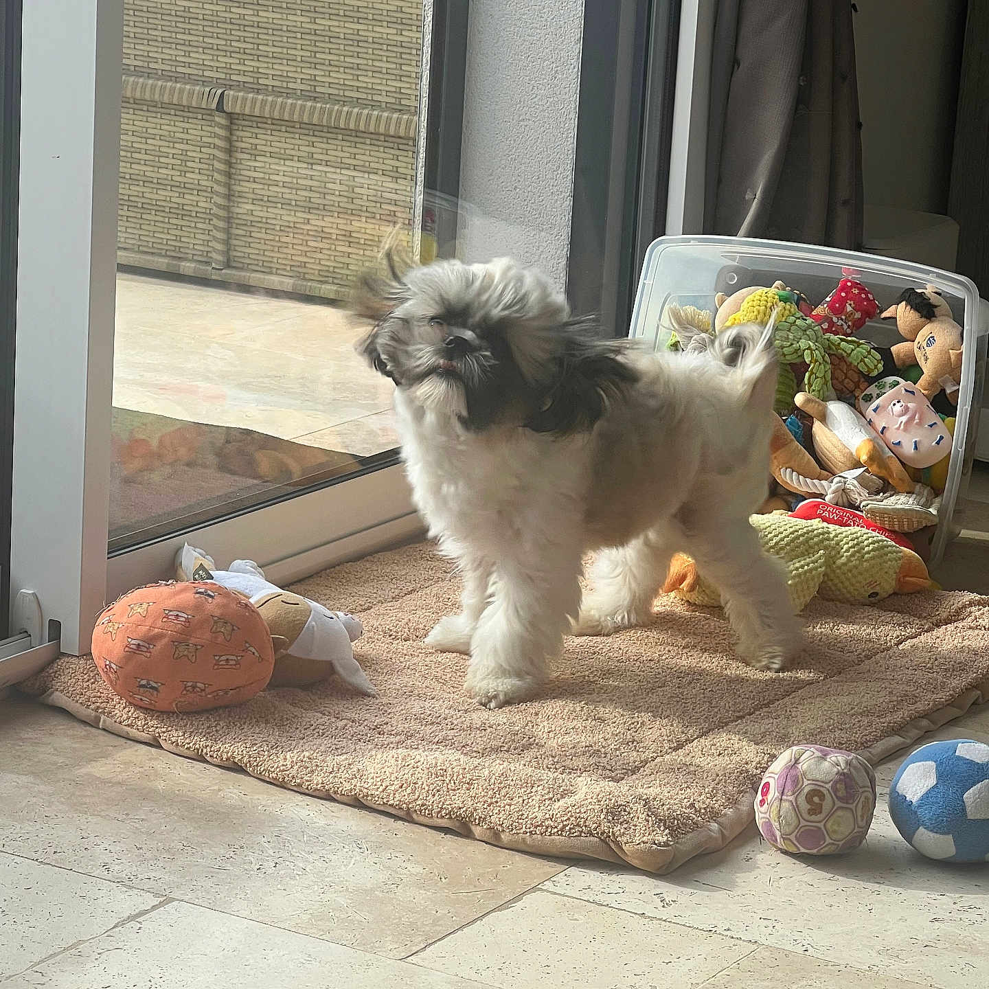 Aïko a rejoint le concours — aidez-le/la à gagner de superbes lots ! dog, puppy, small_dog, fluffy, long_hair, black_and_white, standing, face, eyes, tongue, pet, toy, plush_toys, ball, playroom, carpet, sunlight, window, indoor, portrait