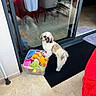dog, shih_tzu, small_dog, pet, standing, fluffy, white_fur, brown_fur, facial_hair, portrait, toy_bin, dog_toys, stuffed_toys, indoor, home, glass_door, dining_area, black_mat, red_cushion, floor