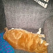 Rumpy is registered to the contest to win money with this photo: cat, orange_tabby, couch, blanket, pillow, indoor, resting, sleeping, pet, fur, cozy, furniture, relaxation, nap, domestic_animal, closeup, textured, comfortable, animal, home