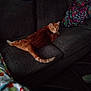 Rumpy is registered to the contest to win money with this photo: cat, ginger_cat, couch, indoor, furniture, blanket, pet, animal, relaxing, looking_back, tail, cozy, dim_lighting, home, patterned_blanket, seating, resting, domestic_animal, living_room, curious