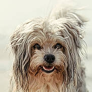 Brooklyn a rejoint le concours — aidez-le/la à gagner de superbes lots ! affenpinscher, animal, canine, cockerspaniel, dog, pet, poodle, puppy, terrier, whitedog
