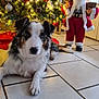 animal, black, brown, christmas_tree, decorations, dog, festive, figurine, floor_tiles, gift, green, holiday_decor, indoor, lights, ornaments, pet, pine_cones, red, santa_claus, white