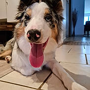 Skylla participe au concours pour gagner de l'argent avec cette photo : animal, background, blurred, canine, closeup, dog, ears, floor, friendly, fur, happy, home, indoor, laying_down, mouth, paw, pet, snout, tile, tongue