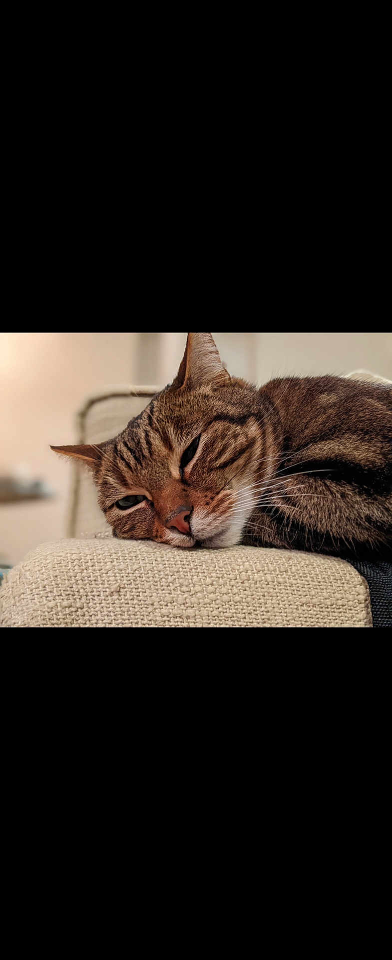 Stella