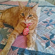Sir Thomas O'Malley is registered to the contest to win money with this photo: cat, ginger_cat, pet, tie, bed, quilt, patchwork, fabric, indoor, feline, fur, whiskers, relaxed, cute, animal, domestic_animal, striped, resting, cozy, comfort
