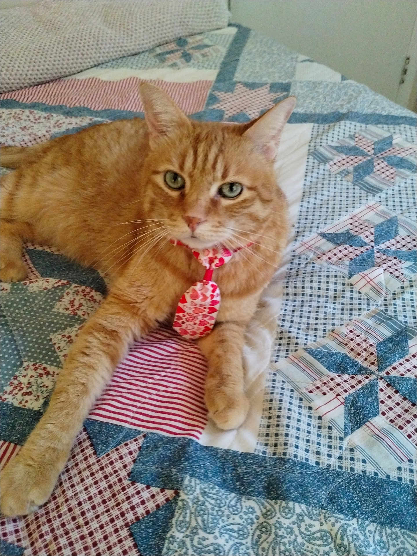 Sir Thomas O'Malley is registered to the contest to win money with this photo: cat, ginger_cat, pet, tie, bed, quilt, patchwork, fabric, indoor, feline, fur, whiskers, relaxed, cute, animal, domestic_animal, striped, resting, cozy, comfort