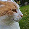 animal, cat, close_up, curious, daylight, feline, fur, garden, ginger_cat, grass, greenery, mammal, nature, outdoor, pet, portrait, side_profile, sky, whiskers, white_cat