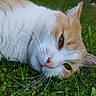 Bambou participe au concours pour gagner de l'argent avec cette photo : animal, cat, close_up, cute, daylight, eye, face, fur, grass, greenery, lying_down, mammal, nature, orange_and_white, outdoor, pet, relaxed, sleepy, small_flowers, whiskers