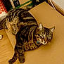 Pépito a rejoint le concours — aidez-le/la à gagner de superbes lots ! animal, bottle, box, cardboard, cat, collar, curious, domestic_cat, eyes, feline, floor, household, indoor, looking, pet, resting, snacks, striped, tabby_cat, wooden_floor