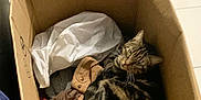 Pépito a rejoint le concours — aidez-le/la à gagner de superbes lots ! brown, cardboard_box, casual, cat, clothing, container, cozy, domestic, feline, floor, household, indoor, looking_up, pet, resting, sleepy, sneakers, striped, tabby, tile_floor