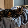 cat, tabby_cat, feline, pet, animal, indoor, blanket, chair, fur, green_eyes, resting, cozy, home_interior, wooden_furniture, relaxed, portrait, domestic_cat, soft_texture, looking, comfortable