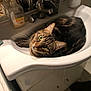 Pépito a rejoint le concours — aidez-le/la à gagner de superbes lots ! cat, tabby_cat, sink, bathroom, soap_dispenser, mirror, domestic, pet, curious, feline, whiskers, fur, wide_eyes, resting, indoor, household, plumbing, white, cabinet, reflection