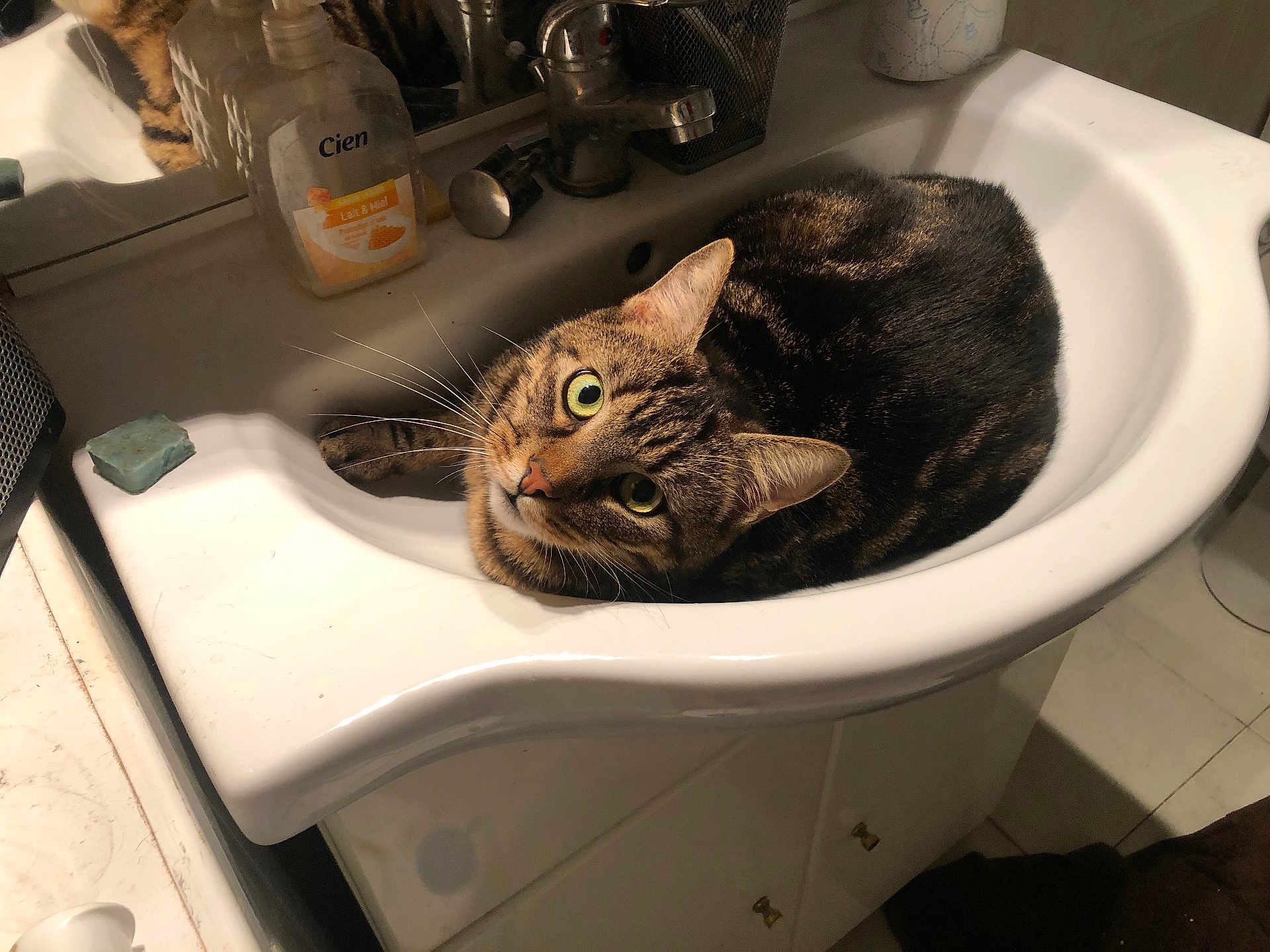 Pépito a rejoint le concours — aidez-le/la à gagner de superbes lots ! cat, tabby_cat, sink, bathroom, soap_dispenser, mirror, domestic, pet, curious, feline, whiskers, fur, wide_eyes, resting, indoor, household, plumbing, white, cabinet, reflection