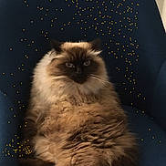 Galys participe au concours pour gagner de l'argent avec cette photo : cat, fluffy, chair, blue_chair, indoor, pet, feline, long_hair, relaxed, sitting, cozy, domestic_animal, animal, fur, whiskers, cute, eyes, portrait, comfort, house