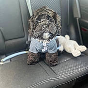 Jace joined the competition — help win amazing prizes! dog, pet, black_dog, sweater, car_interior, car_seat, toy, plush_toy, cute, small_dog, fluffy, indoors, animal, canine, companion, leash, seat, fabric, stitching, portrait