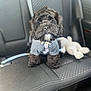 dog, pet, black_dog, sweater, car_interior, car_seat, toy, plush_toy, cute, small_dog, fluffy, indoors, animal, canine, companion, leash, seat, fabric, stitching, portrait