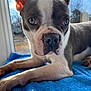Marty is registered to the contest to win money with this photo: dog, boston_terrier, close_up, blue_towel, window, sunlight, pet, animal, laying_down, indoor, fur, ears, nose, paw, outdoor_view, sky, clouds, daylight, cute, portrait