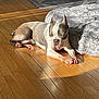 Marty is registered to the contest to win money with this photo: dog, sleeping, sunlight, wooden_floor, indoor, pet_bed, relaxing, brown, white, short_hair, paw, ears, snout, cozy, quiet, peaceful, home, floor, shadow, animal