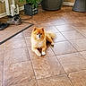 dog, pomeranian, indoor, tile_floor, plant, shoes, wicker_chair, cushion, corner, pet, animal, fur, flooring, home, cozy, relaxed, small_dog, furniture, domestic, light