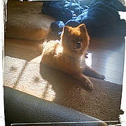 Jake is registered to the contest to win money with this photo: dog, fluffy, carpet, sunlight, indoor, cushion, blanket, wooden_floor, pet, cozy, relaxed, small_dog, brown_fur, home, animal, laying_down, shadow, natural_light, vintage_frame, comfort