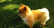Jake is registered to the contest to win money with this photo: dog, pomeranian, fluffy, grass, outdoor, sunlight, pet, animal, canine, fur, side_view, nature, greenery, daylight, small_dog, alert, cute, domestic_animal, walking, shadow