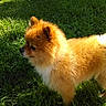 dog, pomeranian, fluffy, grass, outdoor, sunlight, pet, animal, canine, fur, side_view, nature, greenery, daylight, small_dog, alert, cute, domestic_animal, walking, shadow