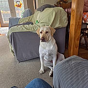 Luna Girl is registered to the contest to win money with this photo: dog, labrador_retriever, living_room, carpet, couch, chair, wooden_pillar, glass_door, wreath, natural_light, indoor, pet, animal, furniture, home, cozy, seated, yellow_dog, quiet, decor