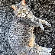 Luna joined the competition — help win amazing prizes! cat, gray_tabby, feline, pet, animal, carpet, indoor, relaxed, fur, whiskers, yellow_eyes, laying_down, looking_up, soft_light, texture, domestic_cat, cute, mammal, quiet, cozy