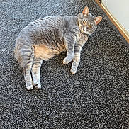 Luna is registered to the contest to win money with this photo: cat, gray_cat, indoor, carpet, floor, door, pet, feline, animal, resting, lying_down, fur, whiskers, ears, paw, cute, cozy, relaxed, domestic_cat, mammal