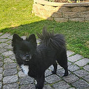 Jax is registered to the contest to win money with this photo: dog, black_dog, fluffy, white_chest_patch, curled_tail, cobblestone_path, grass, garden_bed, outdoor, sunny, pet, animal, small_dog, ears_up, alert, curious, nature, yard, daylight, standing