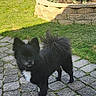dog, black_dog, fluffy, white_chest_patch, curled_tail, cobblestone_path, grass, garden_bed, outdoor, sunny, pet, animal, small_dog, ears_up, alert, curious, nature, yard, daylight, standing