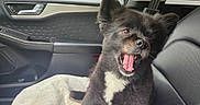 Jax joined the competition — help win amazing prizes! dog, car_interior, seat, towel, black_fur, white_fur, open_mouth, pet, window, greenery, happy, animal, domestic_animal, cute, sitting, ears_up, tongue_visible, car_door, leather_seat, daylight