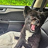 dog, car_interior, seat, towel, black_fur, white_fur, open_mouth, pet, window, greenery, happy, animal, domestic_animal, cute, sitting, ears_up, tongue_visible, car_door, leather_seat, daylight