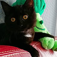 Tess a rejoint le concours — aidez-le/la à gagner de superbes lots ! black_cat, amber_eyes, stuffed_toy, green_plush, red_leather_couch, indoor, pet, relaxed, feline, cozy, close_up, animal, cute, whiskers, soft_toy, home, fur, playful, sitting, curious