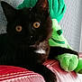 black_cat, amber_eyes, stuffed_toy, green_plush, red_leather_couch, indoor, pet, relaxed, feline, cozy, close_up, animal, cute, whiskers, soft_toy, home, fur, playful, sitting, curious