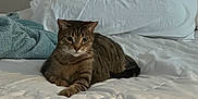 Lilo joined the competition — help win amazing prizes! animal, bed, bedding, blanket, cat, comfort, cozy, curious, domestic_animal, feline, fur, home, indoor, looking, pet, pillow, relaxed, resting, tabby_cat, white_bedspread