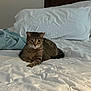 animal, bed, bedding, blanket, cat, comfort, cozy, curious, domestic_animal, feline, fur, home, indoor, looking, pet, pillow, relaxed, resting, tabby_cat, white_bedspread