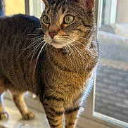 Lilo joined the competition — help win amazing prizes! animal, blurred_background, cat, close_up, curious, domestic_cat, feline, fur, green_eyes, home, indoor, looking_outside, mammal, natural_light, pet, standing, tabby, whiskers, window, windowsill