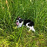 dog, black_and_white, grass, outdoor, nature, tongue_out, happy, pet, animal, green, summer, leash, canine, playful, lying_down, field, sunlight, fur, flora, meadow