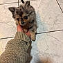 puppy, dog, small_dog, fluffy, hand, knitted_sweater, floor, tile_floor, indoor, cute, pet, animal, fur, ears, eyes, young, mammal, domestic_animal, adorable, holding