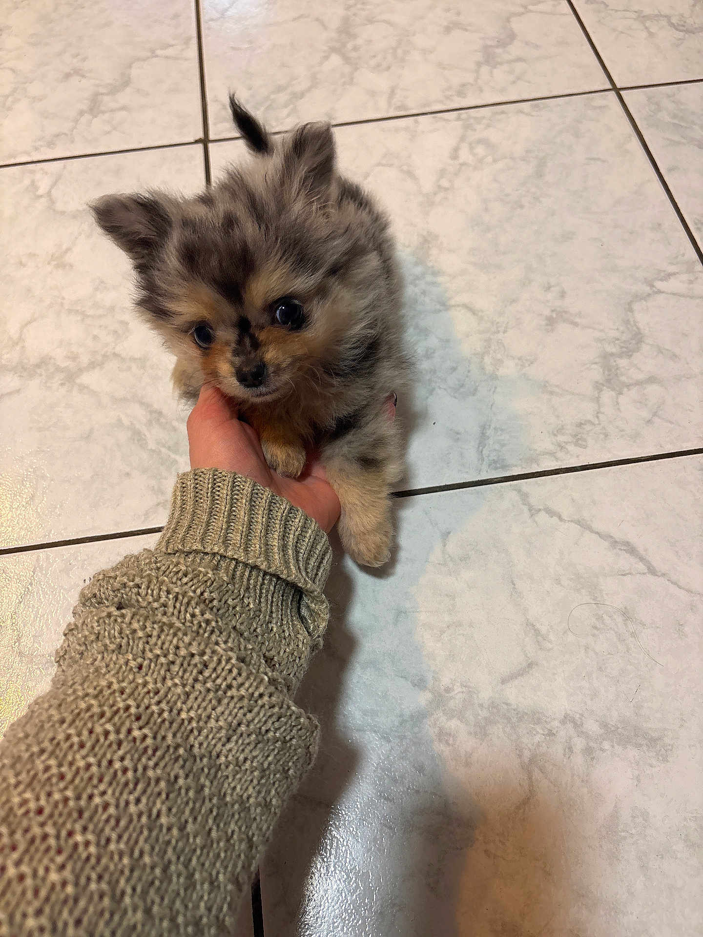 Loki a rejoint le concours — aidez-le/la à gagner de superbes lots ! puppy, dog, small_dog, fluffy, hand, knitted_sweater, floor, tile_floor, indoor, cute, pet, animal, fur, ears, eyes, young, mammal, domestic_animal, adorable, holding