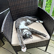 Phoebe joined the competition — help win amazing prizes! cat, stretching, gray_and_white, wicker_chair, cushion, balcony, wooden_floor, greenery, outdoor, pet, relaxing, feline, domestic_animal, paws, whiskers, ears, tail, sunlight, nature, comfortable