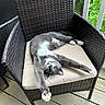 cat, stretching, gray_and_white, wicker_chair, cushion, balcony, wooden_floor, greenery, outdoor, pet, relaxing, feline, domestic_animal, paws, whiskers, ears, tail, sunlight, nature, comfortable