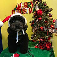 Tan is registered to the contest to win money with this photo: black_dog, celebration, christmas_ornaments, christmas_sign, christmas_tree, cute_pet, dog, festive, festive_scene, green_cloth, holiday_decorations, holiday_spirit, indoor, pet_costume, pine_cones, red_ornaments, santa_hat, seasonal, small_tree, yellow_wall